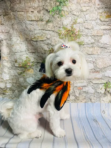 Pieskowy Raj, salon pielęgnacji psów małych ( do 8 kg)